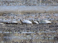 Chrysemys picta picta