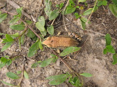 Leptodactylus mystacinus