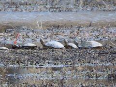 Chrysemys picta picta