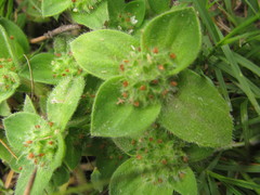 Richardia humistrata