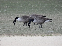 Branta canadensis