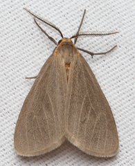 Pagara simplex