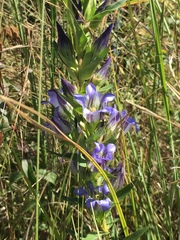 Gentiana spathacea
