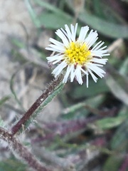 Erigeron acris kamtschaticus