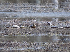 Chrysemys picta picta