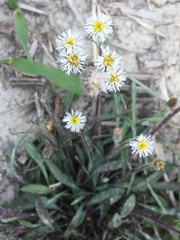 Erigeron acris kamtschaticus