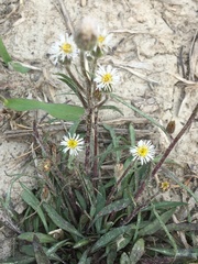 Erigeron acris kamtschaticus