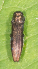 Agrilinae