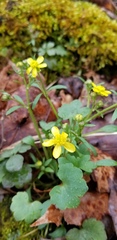 Ranunculus harveyi