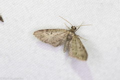 Eupithecia jejunata