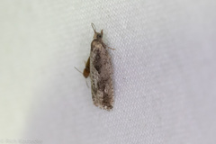 Epinotia celtisana