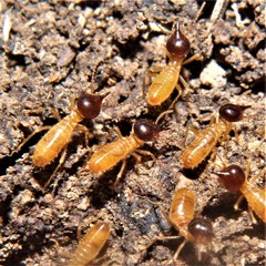 Nasutitermes corniger