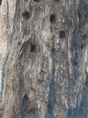 Eucalyptus robusta