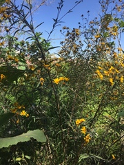 Aldama buddlejiformis