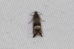 Sereda tautana