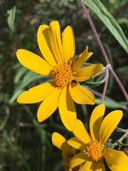 Aldama buddlejiformis