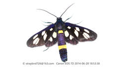 Syntomis ganssuensis