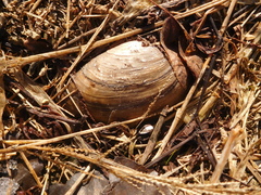 Pyganodon grandis