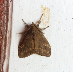 Dasychira chekiangensis