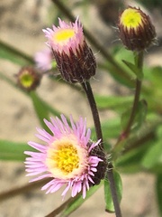 Erigeron acris kamtschaticus