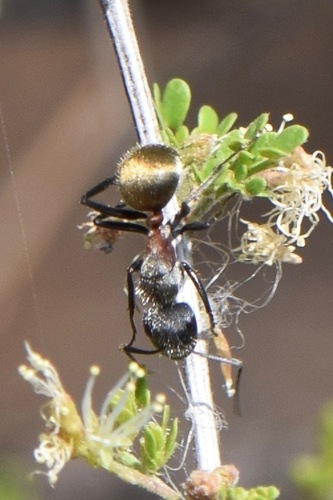 Camponotus pellarius