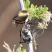 Camponotus pellarius - Photo (c) R.E.Llanos, μερικά δικαιώματα διατηρούνται (CC BY-NC-SA), uploaded by R.E.Llanos