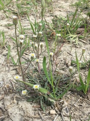Erigeron acris kamtschaticus