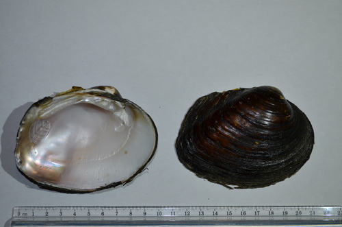 Round Pigtoe