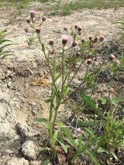 Erigeron acris kamtschaticus