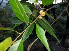Quercus acutifolia