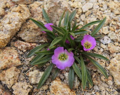 Calandrinia colchaguensis