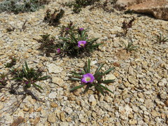 Calandrinia colchaguensis