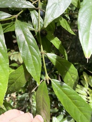 Lasianthus chlorocarpus