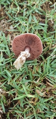 Agaricus