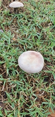 Agaricus