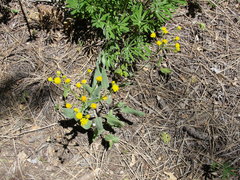 Senecio integerrimus exaltatus
