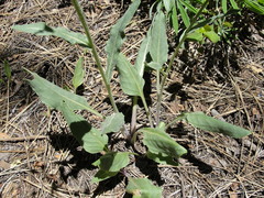 Senecio integerrimus exaltatus