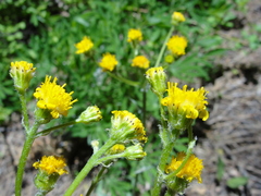 Senecio integerrimus exaltatus