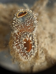 Entodesma navicula