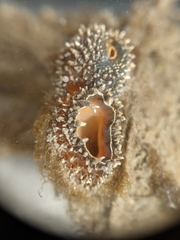 Entodesma navicula