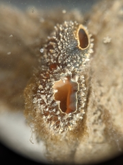 Entodesma navicula