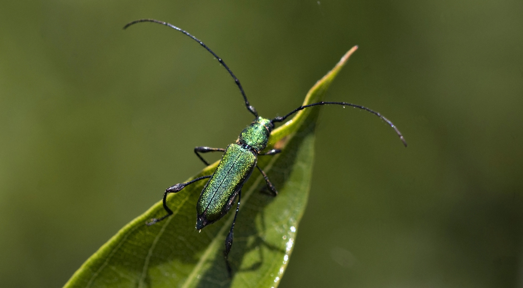 Ischionodonta