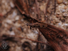 Oncocephalus pudicus