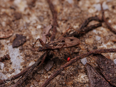 Oncocephalus pudicus