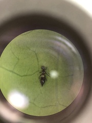 Franklinothrips vespiformis