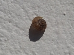 Xerotricha conspurcata