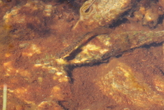 Galaxias eldoni