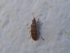 Orsillus depressus