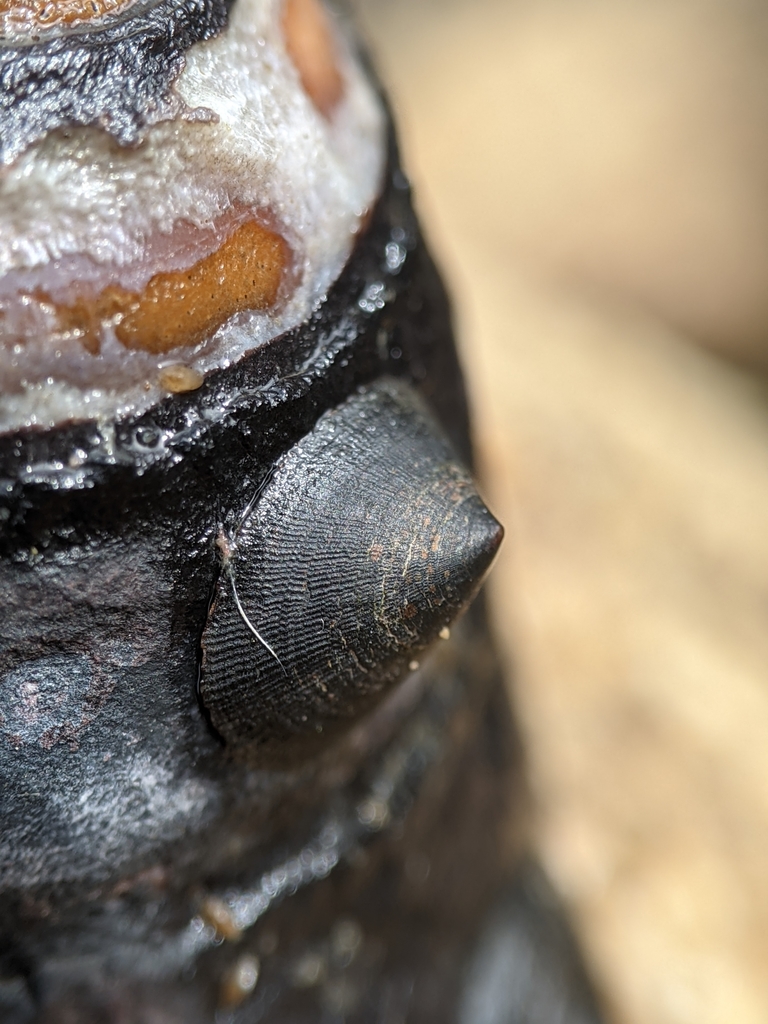 black limpet