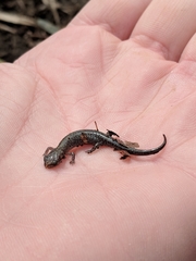 Plethodon dorsalis